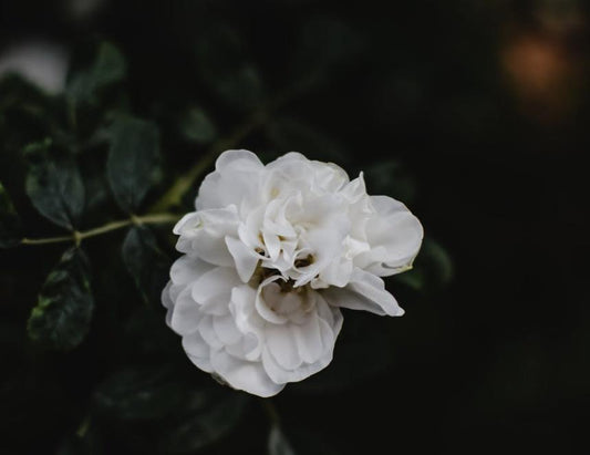 GARDENIA DREAM AROMATHERAPY ESSENTIAL OIL BLEND