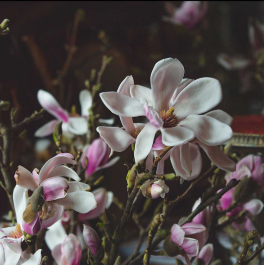 STARLIGHT MAGNOLIA AROMATHERAPY ESSENTIAL OIL BLEND