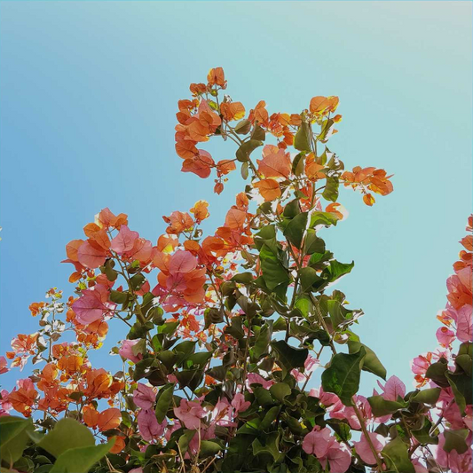SUMMER ORANGE BLOSSOM AROMATHERAPY ESSENTIAL OIL BLEND