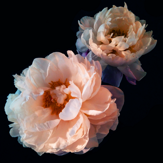 Blushing Peony Porcelain Diffuser