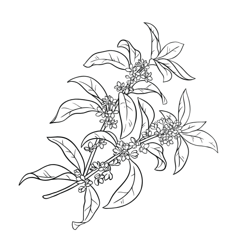 Osmanthus series