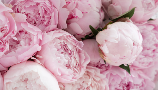 Luminous Peony Porcelain Diffuser